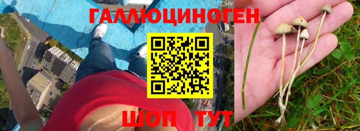 Псилоцибиновые грибы ЛСД  Вход с VPN  Сунжа 